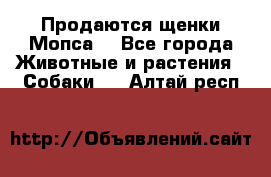 Продаются щенки Мопса. - Все города Животные и растения » Собаки   . Алтай респ.